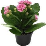 Kalanchoe Calandiva 'Pink' (Kalanşo Çiçeği)