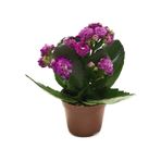 Kalanchoe Calandiva 'purple' Kalanşo Çiçeği