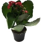 Kalanchoe Calandiva 'Red' (Kalanşo Çiçeği)
