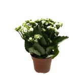 Kalanchoe Calandiva 'White' (Kalanşo Çiçeği)