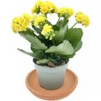 Kalanchoe Çiçeği Fidanı (Kalanşo) Sarı 10-20 Cm