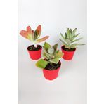 Kalanchoe Çiçeği (kalanşo) 3 Lü Set Özel Türler 8.5 Kırmızı Saksıda İç Ve Dış Mekan