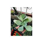 Kalanchoe Daigremontiana Aşkın Gözyaşı Fidanı 10-20 Cm