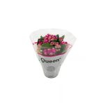 Kalanchoe Emel Hanım Çiçeği Fidanı Fuşya Renk 10-20 cm