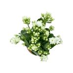 Kalanchoe Kalanşo Beyaz 10-20 Cm