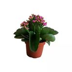 Kalanchoe - Kalanşo Çiçeği Fidanı (Mor Çiçekli) 10-20 Cm