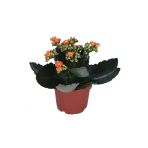 Kalanchoe - Kalanşo Çiçeği - Turuncu Renk
