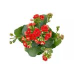 Kalanchoe (Kalanşo) Fidanı Kırmızı 10-20 Cm