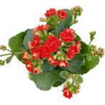 Kalanchoe Kalanşo Kırmızı 10-20 Cm