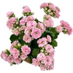 Kalanchoe Kalanşo Pembe 10-20 Cm