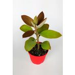 Kalanchoe Orgyalis Gold Kalanşo Çiçeği Copper Golden Spoons 8.5 Cm Kırmızı Saksıda