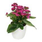 Kalanchoe Pembe Renkli Kalanşo Seramik Saksıda