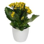 Kalanchoe Sarı Renkli Kalanşo Seramik Saksıda