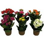Kalanşo Çiçeği Fidanı Kalanchoe Kalandiva 5 Adet 10-20 Cm