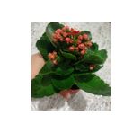 Kalanso Cicegi Fidesi Fidanı 10-20 Cm