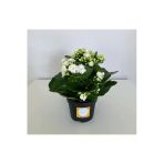 Kalanşo Çiçeği - Kalanchoe Çiçeği Beyaz