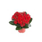 Kalanşo Çiçeği Kalanchoe Çiçeği Bitki Ev Ofis Bitkisi Kırmızı 20-25 Cm