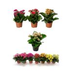 Kalanşo Çiçeği, Kalanchoe Çiçeği Fidanı 10-20 Cm 1 Adet