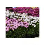 Kalıcı Bodrum Papatyası Tohumu - Sarı Ve Pembe Renkli - 5 Tohum
