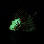 Kalite Silikon Akvaryum Lionfish-Sanatsal Akvaryum Yapay Balık, Akvaryumlarda Gece Süresi Için Serbest Yüzen Sahte Balık, Dekorasyon Için Canlı Renkler, (BLUE) (kırmızı) (BLACK) (menekşe)