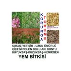 Kaliteli 2000 Adet Korunga Kümes Hayvan Yemi Tohumu