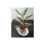 Kalonchoe Daigremantione / Aşkın Gözyaşı Çiçeği 10-20 Cm