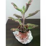 Kalonchoe Daigremantione / Aşkın Gözyaşı Çiçeği Fidanı 10-20 Cm
