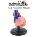 Kalp Modeli 2 Parca 1 Adet Gercek Boy Kalp Anatomisi Modeli Insan Kalp Modeli Renkli Bilim Deney Malzemesi
