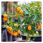Kamkat Bonsai Kumquat Ağacı 3 Adet Tohum Al Saksı+torf Hediye Ev Ve Bahçe Için Ideal