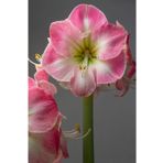 KAMONDO TOHUM 1 Adet Anac Şeker Pembe-beyaz Renkli Amaryllis Çiçeği Soğanı (HİPPEASTRUM)