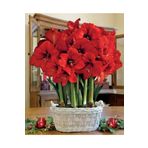 KAMONDO TOHUM 1 Adet Kırmızı Renkli Amaryllis Çiçeği Soğanı (HİPPEASTRUM)