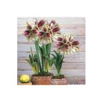 KAMONDO TOHUM 1 Adet Özel Renkli Ithal Amaryllis Anac Çiçeği Soğanı (HİPPEASTRUM)