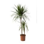KAMONDO TOHUM Dracena Marginata Bitkisi - Madagaskar Dragon Ağacı 2'li 90-110 Cm
