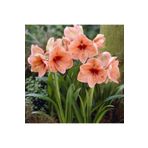 KAMONDO TOHUM Pudra Renkli Amaryllis Çiçeği Soğanı (HİPPEASTRUM)