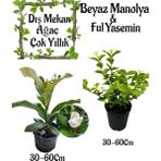 Kampanyalı Avantajlı Ürün Kokulu Manolya Ağacı 1 Adet Saksılı+Ful Yasemin Çiçeği 1 Adet Saksılı