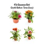 Kampanyalı Koyu Pembe Sarı Kırmızı Pembe Beyaz Gazanya Çiçeği 4 Adet 10-20Cm Balkon Çiçeği