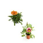 Kampanyalı Turuncu-Koyu Pembe Gazanya Çiçeği 2 Adet(10-20Cm) Bahçe Balkon Çiçeği