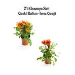 Kampanyalı Turuncu Sarı-Kırmızı Renk Gazanya Çiçeği 2 Adet(10-20Cm) Bahçe Balkon Çiçeği
