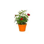 Kan Kırmızı Gül Fidanı 15-25 Cm