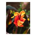 Kana Tesbih Çiçeği Turuncu(30-50 Cm)1 Adet Saksılı Balkon Bahçe Bitkisi, SRD04022025BYB1454