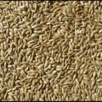Kanarya Sade Yem 1 kg Aspur