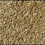Kanarya Yemi Aspur Sade Açık Lüx 1 Kg