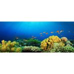 Kanki Pet Akvaryum Arka Fon Yapıştırma 155 X 65 Cm Kp1556527