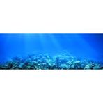Kanki Pet Akvaryum Arka Fon Yapıştırma 185 x 65 cm KP1856522
