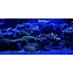 Kanki Pet KP10552025 Akvaryum Arka Fon Yapıştırma 105 x 52 CM