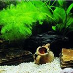 Kanki Pet KP10552033 Akvaryum Arka Fon Yapıştırma 105 x 52 CM