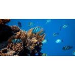 Kanki Pet KP1055214 Akvaryum Arka Fon Yapıştırma 105 x 52 CM