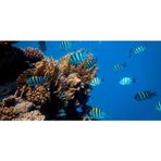 Kanki Pet KP1256314 Akvaryum Arka Fon Yapıştırma 125 x 63 CM