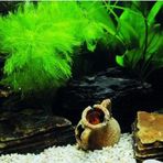 Kanki Pet KP1256333 Akvaryum Arka Fon Yapıştırma 125 x 63 CM