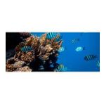 Kanki Pet KP1556514 Akvaryum Arka Fon Yapıştırma 155 x 65 CM